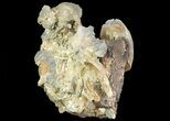 Fossil Chesapecten, Whale Bone & Clams - Virginia #67739-2